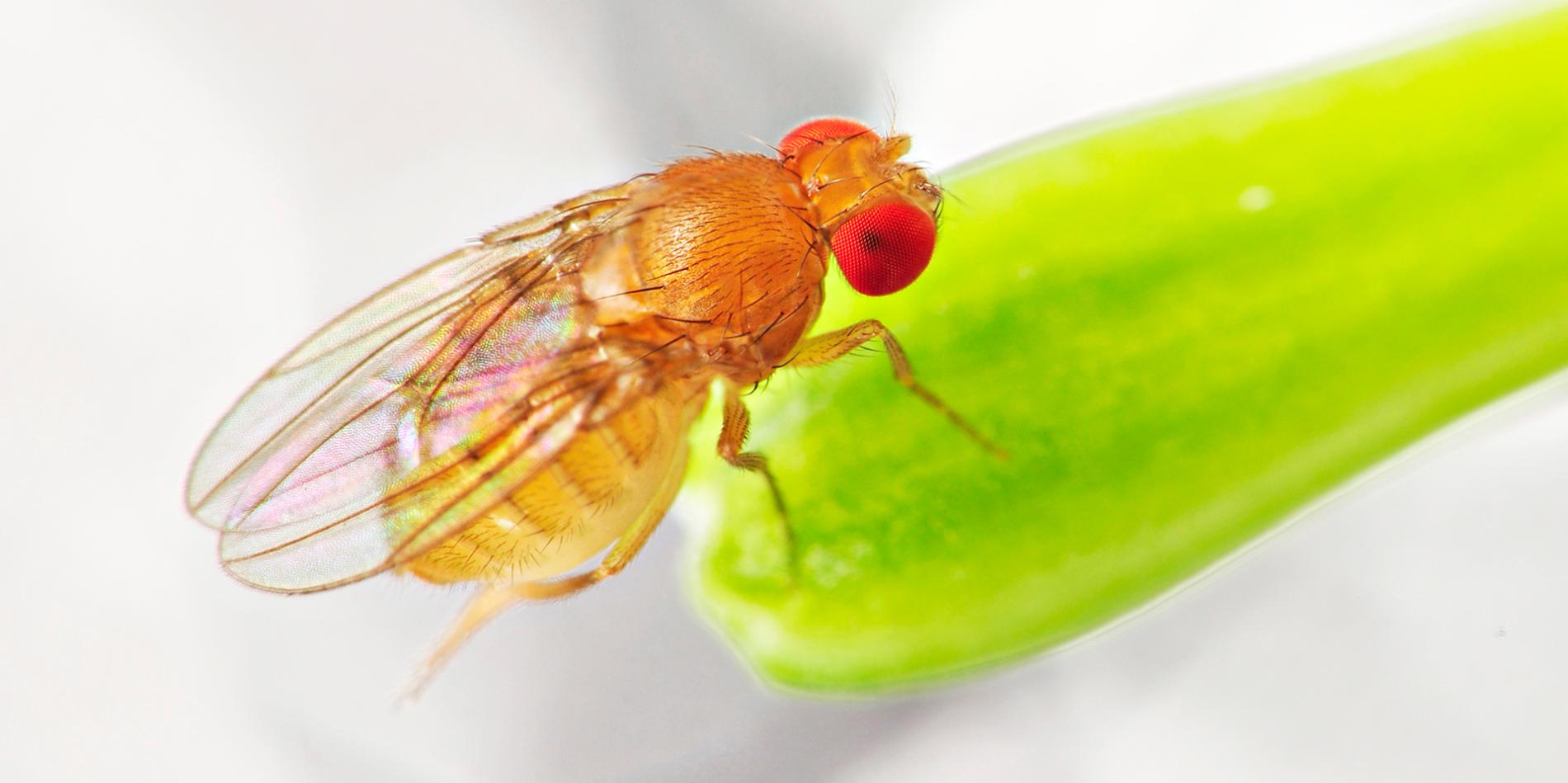 Mating causes ‘jet lag’ in female fruit flies, changing behavior