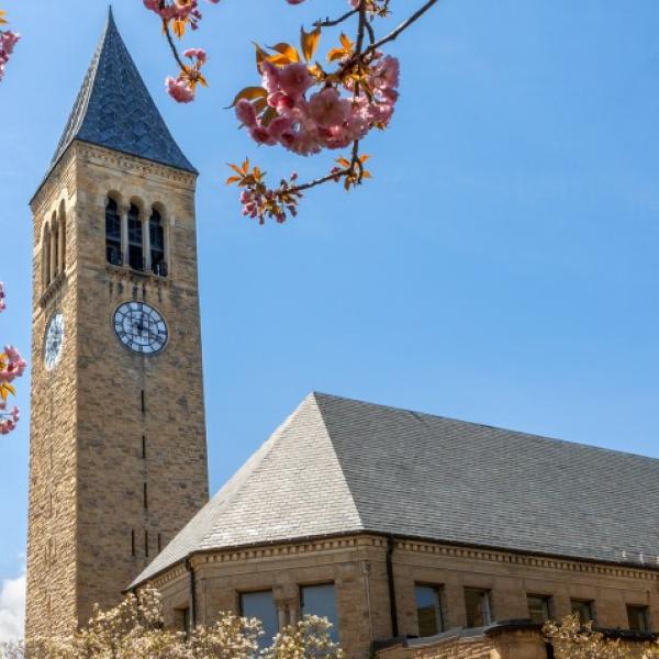 Clocktower stands behind cherry blossoms