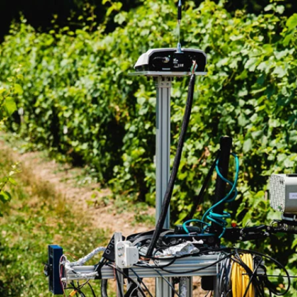 A robot analyzes green crops in a field