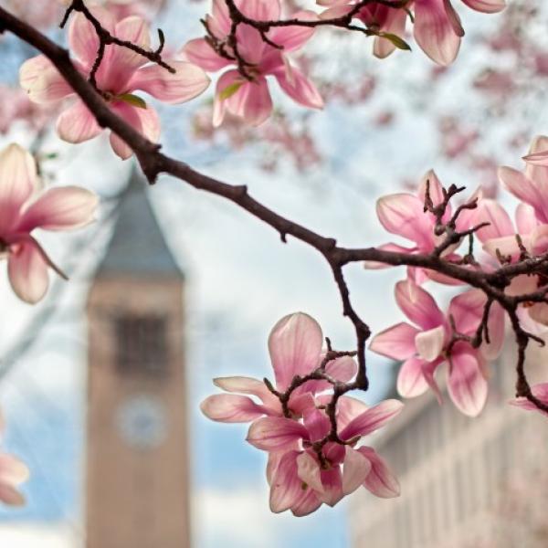 Spring blossoms in front of the Cornell clocktower