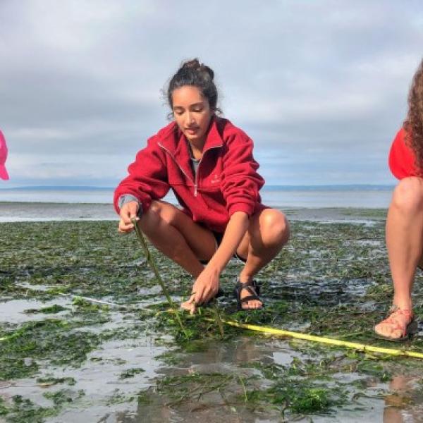 Marine herbivores chomp eelgrass, making it susceptible to wasting