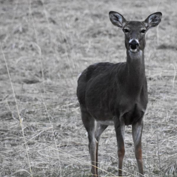 Predicting chronic wasting disease in counties could prevent spread