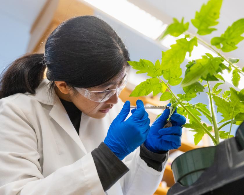 Woman with dark hair and ponytail using syringe on plant